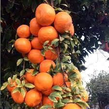 Image result for Citrus reticulata