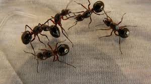 I started building pest control websites. Professional Ant Treatments Are The Way To Go Sydney S Best Pest Control