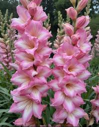 Image result for Gladiolus bellus