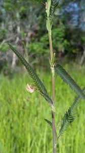 Image result for Aeschynomene americana
