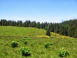 Kunduz Yaylası Kamp Alanı / Samsun Kamp Yerleri | Kamprota.com