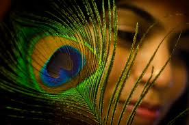 Maybe you would like to learn more about one of these? Peacock Lord Krishna And Janmashtami Image Photography With Peacock Feather 1024x678 Wallpaper Teahub Io