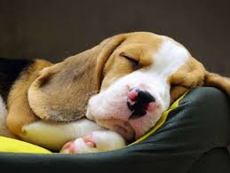 Why Dogs Twitch In Their Sleep Mental Floss Https Www Mentalfloss Com Article 612590 Why Dogs Twitch In Their Sleep In 2020 Dogs Canine Animals