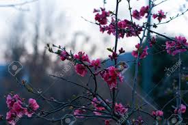 With pink flowers blooming in the spring and fall. Pink Flowers Of A Quince On A Branch With Thorns In The Foreground In The Evening Mood With A Blurry Gray Background Stock Photo Picture And Royalty Free Image Image 140738767