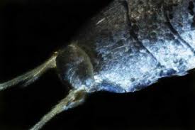 The first step in silverfish extermination: Silverfish In My Bed Thriftyfun