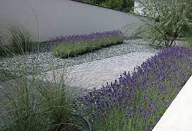 Is lavender a perennial herb? Impressionen Moderne Garten Garden Architecture Modern Garden Minimalist Garden