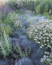 Homestead Design Collective Homesteaddesigncollective On Instagram Nigella Hispanica African Bride Blue Fescue Franzosischer Garten Bepflanzung Garten