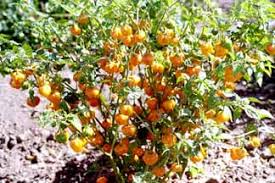 Maybe you would like to learn more about one of these? Varieties Of Peppers And Extra Pepper Information
