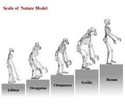 Darwin Evolution Of Man Chart Best Picture Of Chart