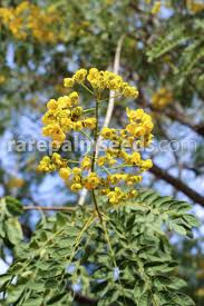 Image result for Senna spectabilis