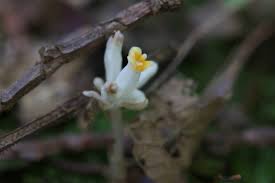 Image result for Burmannia