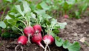 Une alimentation saine et équilibrée est. Quels Legumes Semer Et Quand Durant La Saison Au Quebec