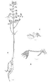 Image result for Coleus kapatensis