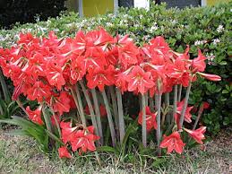 We did not find results for: Garden Dream Colourful Winter Flowers In Nw Florida