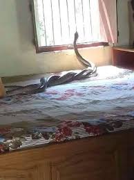 Tedung selar besar berani betul abg jpam ni. Borneo Ular Tedung Selar Mengawan Dlm Bilik Ni Di Facebook