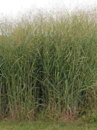 An fbi agent and florida state officer team up to investigate a string of unsolved murder cases. Switch Grass Panicum Virgatum Wisconsin Horticulture