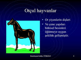 Ppt Hayvanlarda Hayat Powerpoint Presentation Free Download Id 4548578