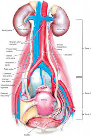 Identifying And Avoiding Ureteral Injury Clinical Gate