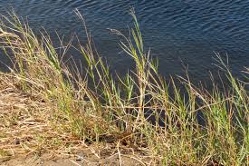 Image result for Panicum repens