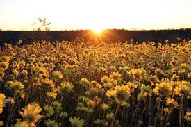 Red flower only spawns during day. Wildflower Season Leaves Wa Mid West Awash With Colour Abc News Australian Broadcasting Corporation
