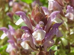 Image result for Scutellaria schweinfurthii