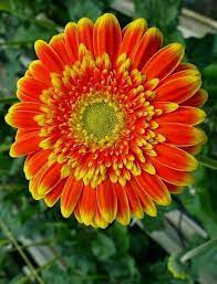 Pin By Mona Moni On Krizantema Lule Shen Mitri Gerbera Daisy Gerbera Flowers