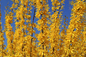 Forsythia Suspensa Weeping Forsythia
