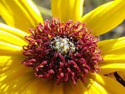 Helianthus Wikipedia Plants Sunflower Design