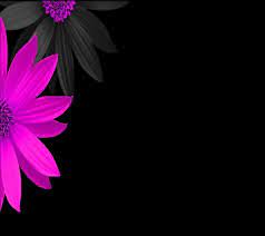 Flower wallpaper pink and black wall decor. Pink Black Flowers Pink Flowers Wallpaper Flower Wallpaper Colorful Flowers