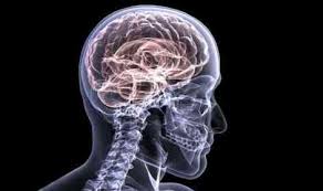Brain Ventricles And Cerebrospinal Fluid Function Summary Definition