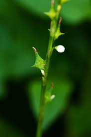 Image result for Oxygonum sinuatum