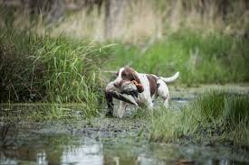 Image result for italský krátkosrstý ohař