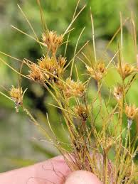 Image result for Bulbostylis densa