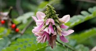 Image result for Abrus fruticulosus