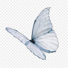 Together we will beat cancer total raised £0.00 + £0.00 gift aid donating through this page is simple, fast and totally secure. Monarch Butterfly Drawing Png Download 3464 3464 Free Transparent Butterfly Png Download Cleanpng Kisspng