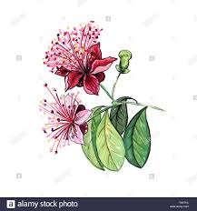 It is also good for kids. Drawing Realistic Colored Pencils Flower Drawing Images