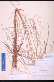 Image result for Schizachyrium sanguineum