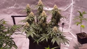 To fix a leaking ceiling, first identify where the water is coming from by looking for parts of the ceiling that are sagging or stained. Best Grow Tents For The Money 2021 Top Picks Reviews