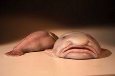 We did not find results for: 140 Blobfish Ideen Hassliche Tiere Tiefsee Wesen Ungewohnliche Tiere