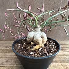 Image result for Monadenium pseudoracemosum