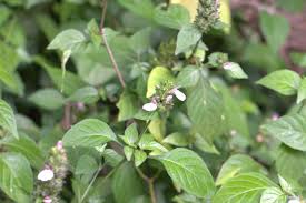 Image result for Justicia petiolaris