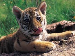 Resultado de imagen de tigres bonitos