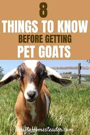 8 Things You Need To Know Before Getting Pet Goats Pet Goat Goats Goat Care
