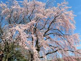 Marijuana dispensaries selling cherry blossom strain. 3 Day Washington Dc Cherry Blossom Longwood Gardens Mystic Aquarium Tour From Boston