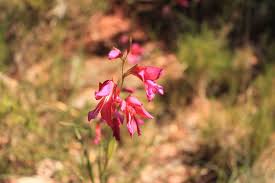 Image result for Gladiolus microspicatus