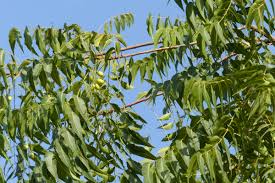 Image result for Azadirachta indica