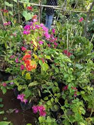 Landscape taman bunga, desain landscape taman rumah, landscape taman rumah, landscape pembuatan taman, landscape taman air mancur, landscape taman tropis, taman landscape indah, landscape taman get notified when wa 0822 1629 6294 landscape taman bunga is updated. Gambar Foto Bunga Kertas