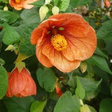 Learn about different types of orange flowers, see beautiful photos and get some gardening tips at calendula. Abutilon X Hybridum Orange Pb6 5 40 50
