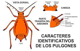 Pulgones En La Marihuana Como Identificarlos Eliminarlos Y Prevenirlos