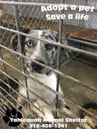 Maybe you would like to learn more about one of these? Animal Control Tahlequah Ok